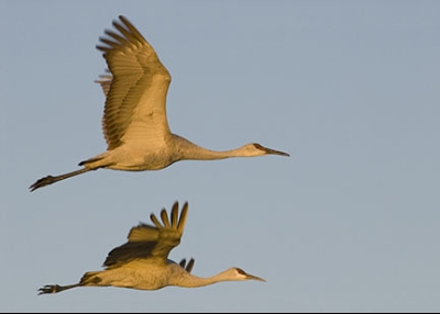 birds_in_flight_04[1]